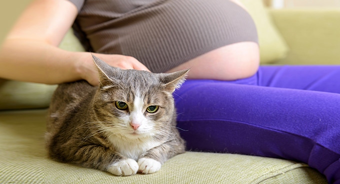 pregnancy week 20 with cat